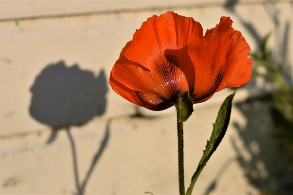 poppy and shadow by christophercox