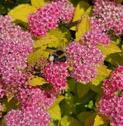 10th Jun 2023 - Buzzy Bees