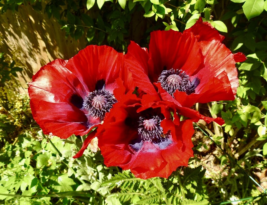 Huge Red Poppies by susiemc