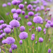 Chives by clearlightskies