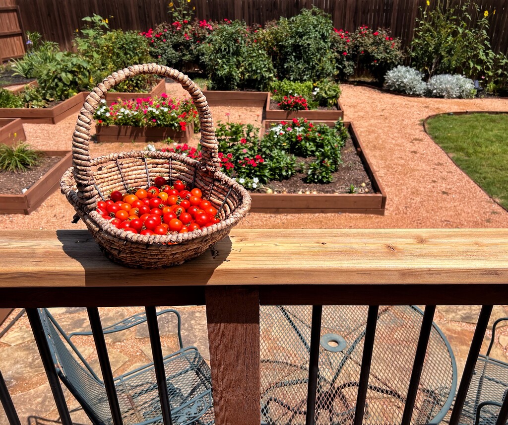 Cherry Tomatoes  by dkellogg