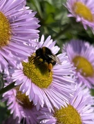 10th Jun 2023 - Busy bee