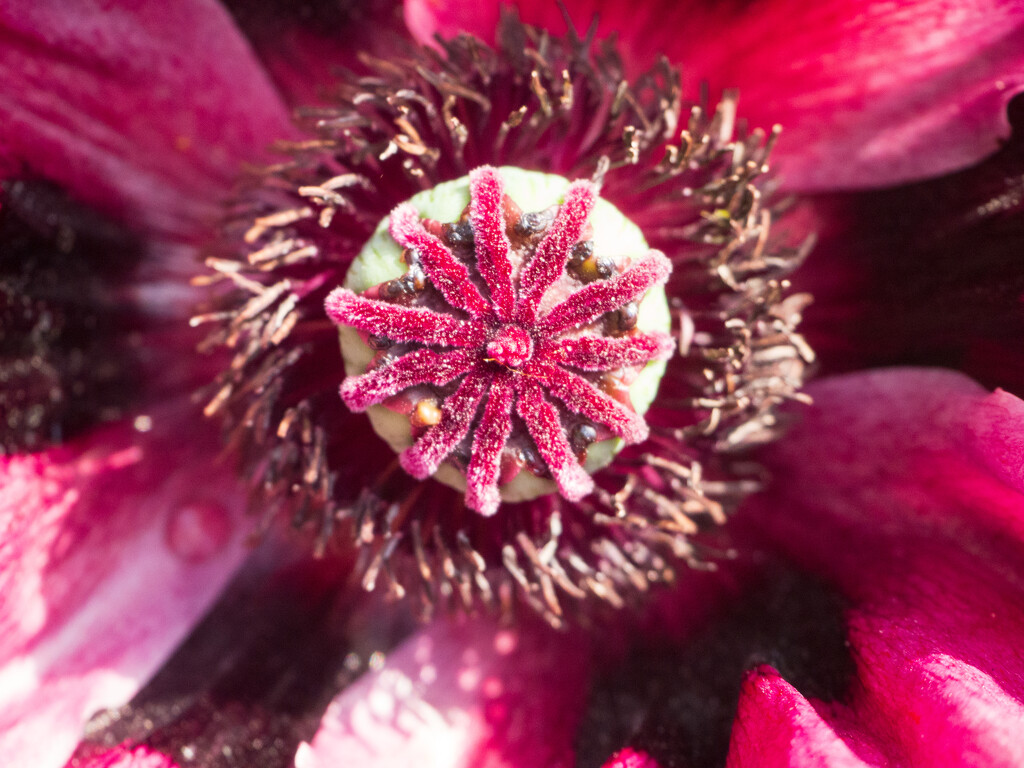close up of a pink poppy by josiegilbert