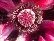 6th Jun 2023 - close up of a pink poppy