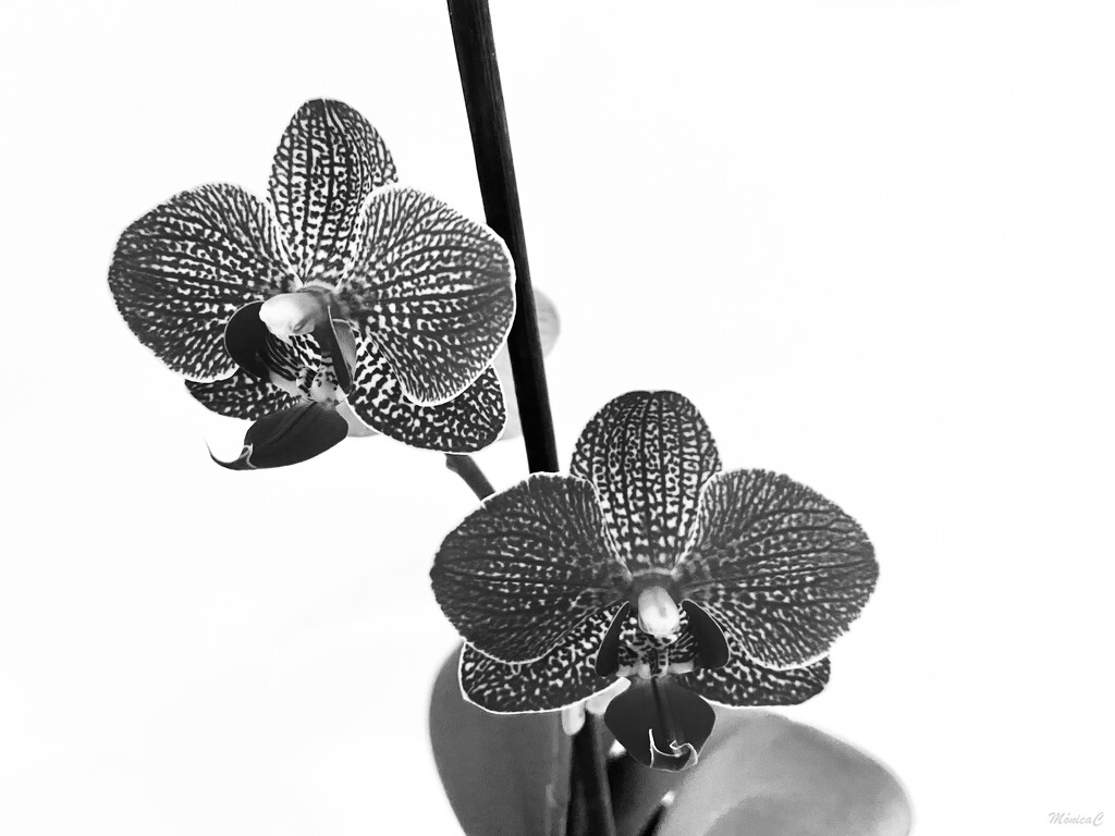 b&w orchids by monicac