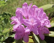 10th Jun 2023 - Pink Rhododendron 