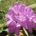 Pink Rhododendron  by jeremyccc