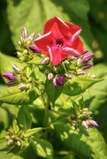 10th Jun 2023 - Phlox Vertical