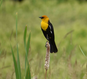 9th Jun 2023 - Yellow-Headed Blackbird