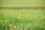 9th Jun 2023 - Wild Irises