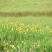 Wild Irises by bjywamer