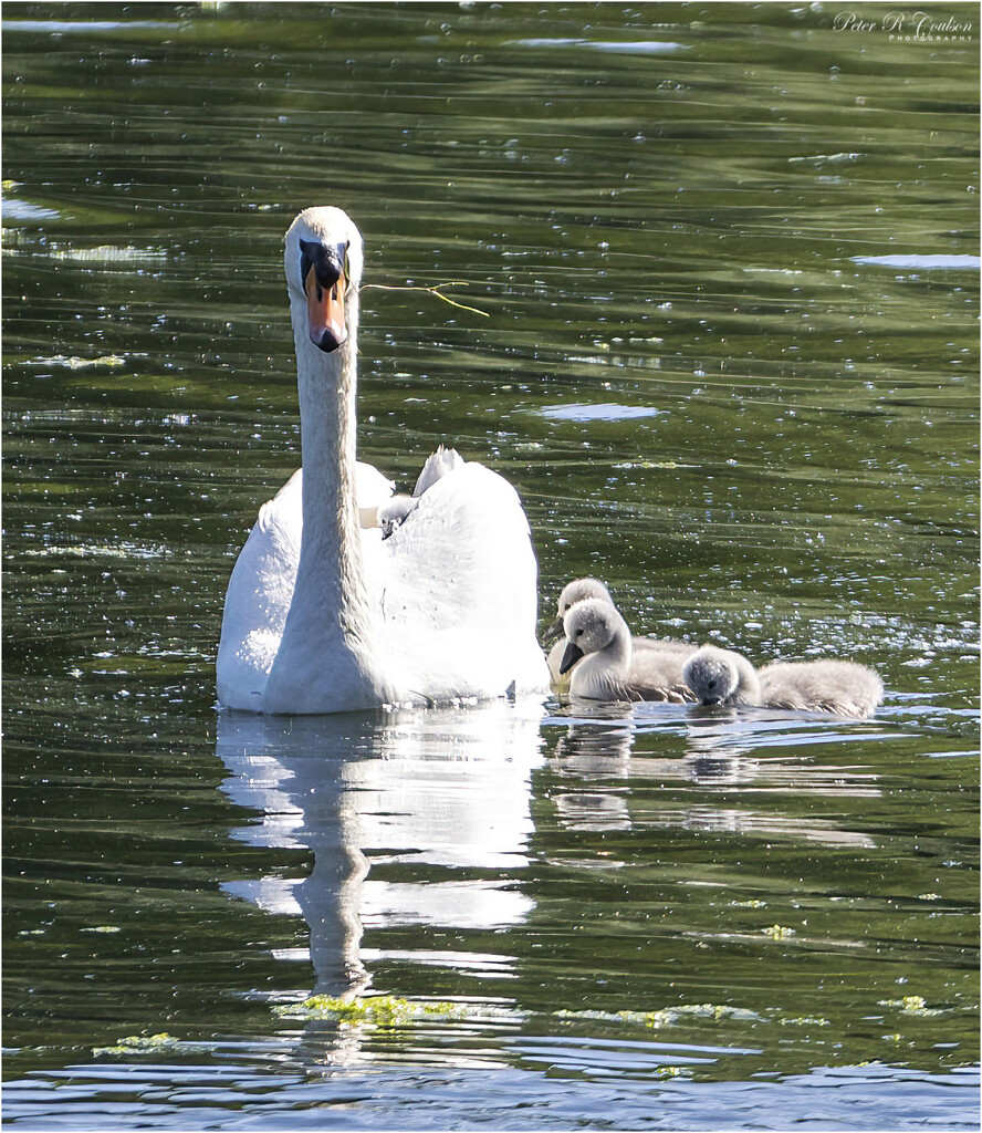 Mother Swan by pcoulson