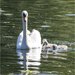 Mother Swan by pcoulson
