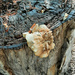 Fungus 1 by larrysphotos