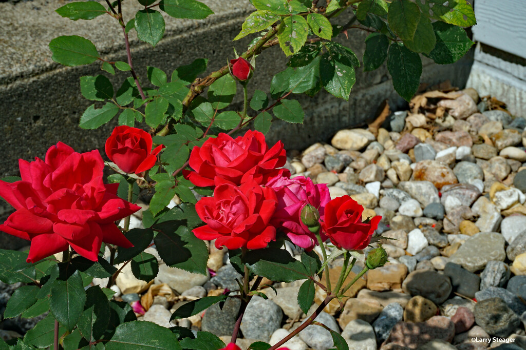 Rose 3 by larrysphotos