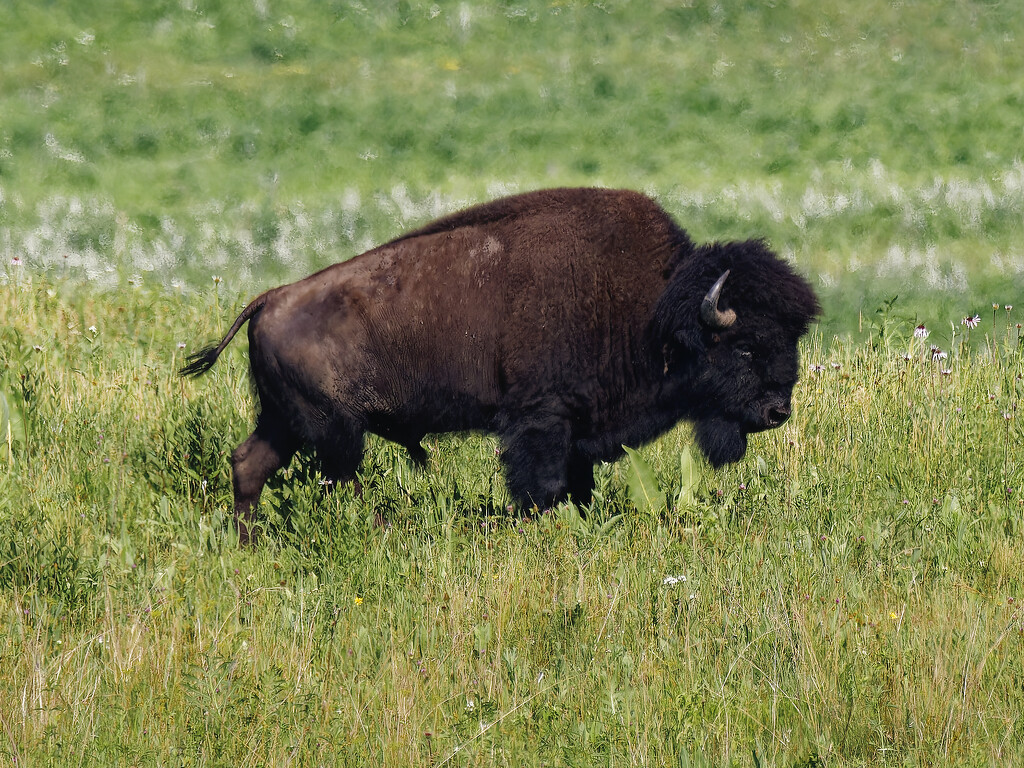 American bison  by rminer