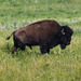 American bison  by rminer