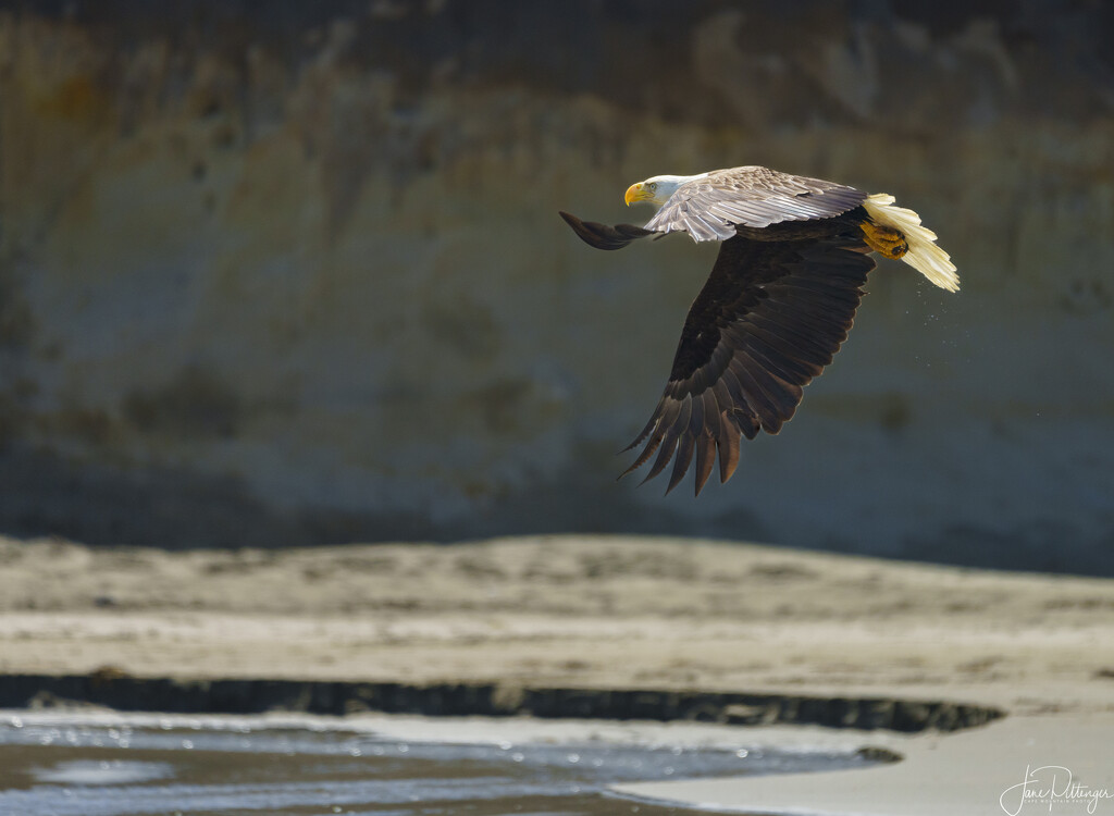 Bald Eagle Flying Over Washburne Beach  by jgpittenger
