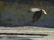 10th Jun 2023 - Bald Eagle Flying Over Washburne Beach 