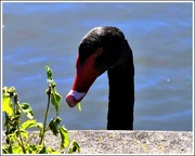 11th Jun 2023 - Portrait Of A Black Swan ~ 