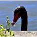Portrait Of A Black Swan ~  by happysnaps