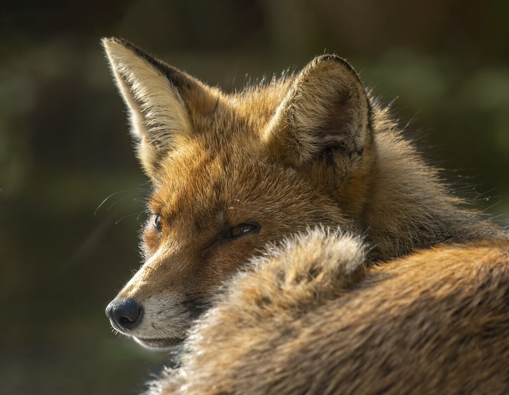 A dozing fox by davidrobinson