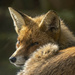 A dozing fox by davidrobinson