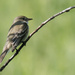 Willow flycatcher by rminer