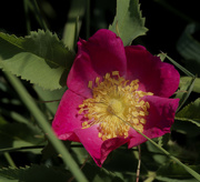 10th Jun 2023 - prairie rose sans bugs
