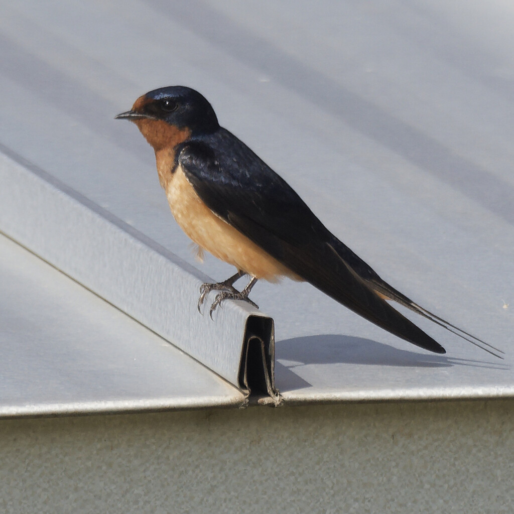 barn swallow by rminer