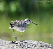 9th Jun 2023 - Willet on a rock