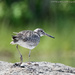 Willet on a rock by mccarth1