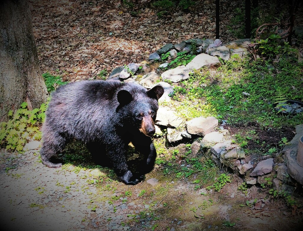 Day 161: Black Bear  by jeanniec57