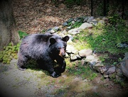 10th Jun 2023 - Day 161: Black Bear 