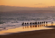 11th Jun 2023 - Camels at Sunset