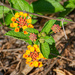 Early Lantana... by thewatersphotos