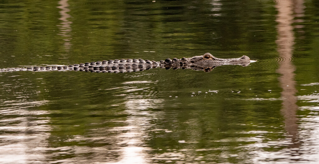 Gator Just Sliding By! by rickster549