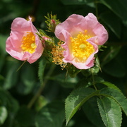 11th Jun 2023 - wild roses