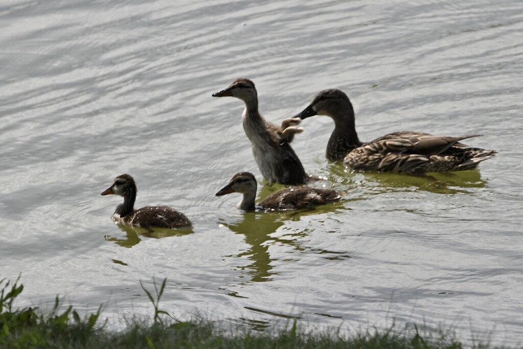 Duckies by metzpah