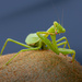 Preying mantis  by suez1e