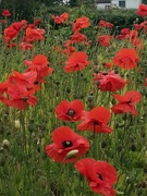 11th Jun 2023 - Poppies..... again