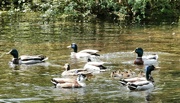 11th Jun 2023 - Duckling nursery school......