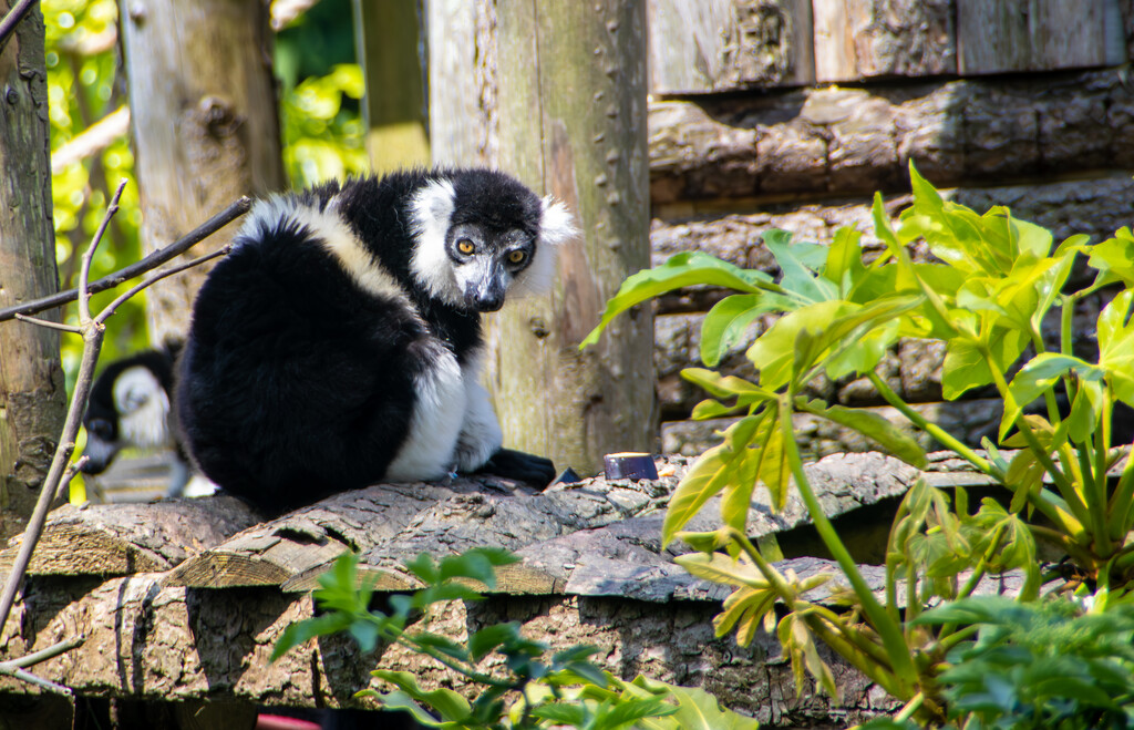 Lemur by swillinbillyflynn