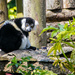 Lemur by swillinbillyflynn
