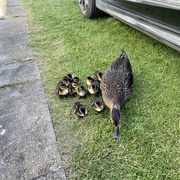 25th May 2023 - This Year’s Ducklings