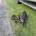 This Year’s Ducklings by gillian1912