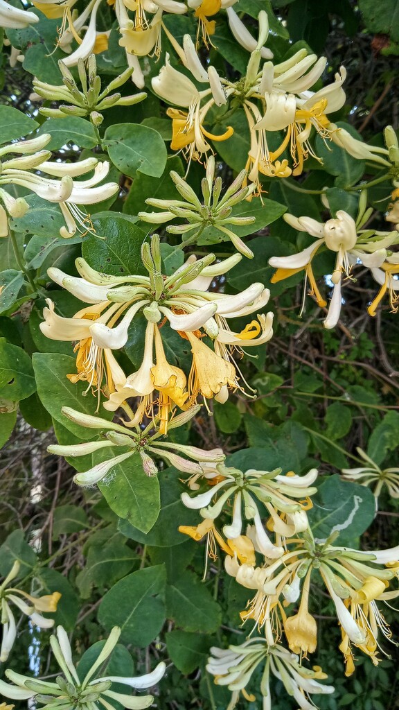 Honeysuckle  by 365projectorgjoworboys