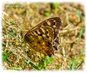 11th Jun 2023 - Speckled Wood Butterfly