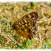 Speckled Wood Butterfly by carolmw