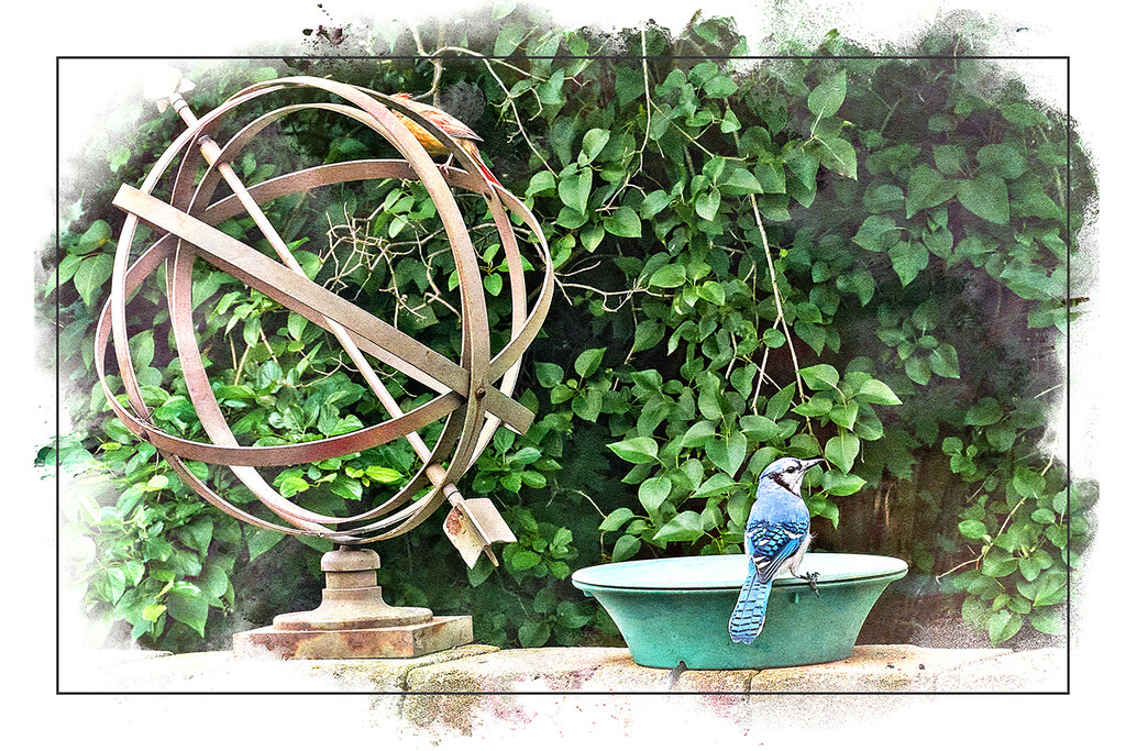 Crouching Bluejay,  Hidden Cardinal by gardencat